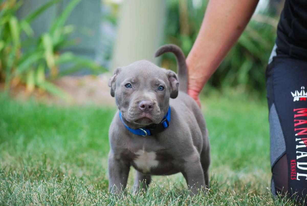 Американский питбуль щенок