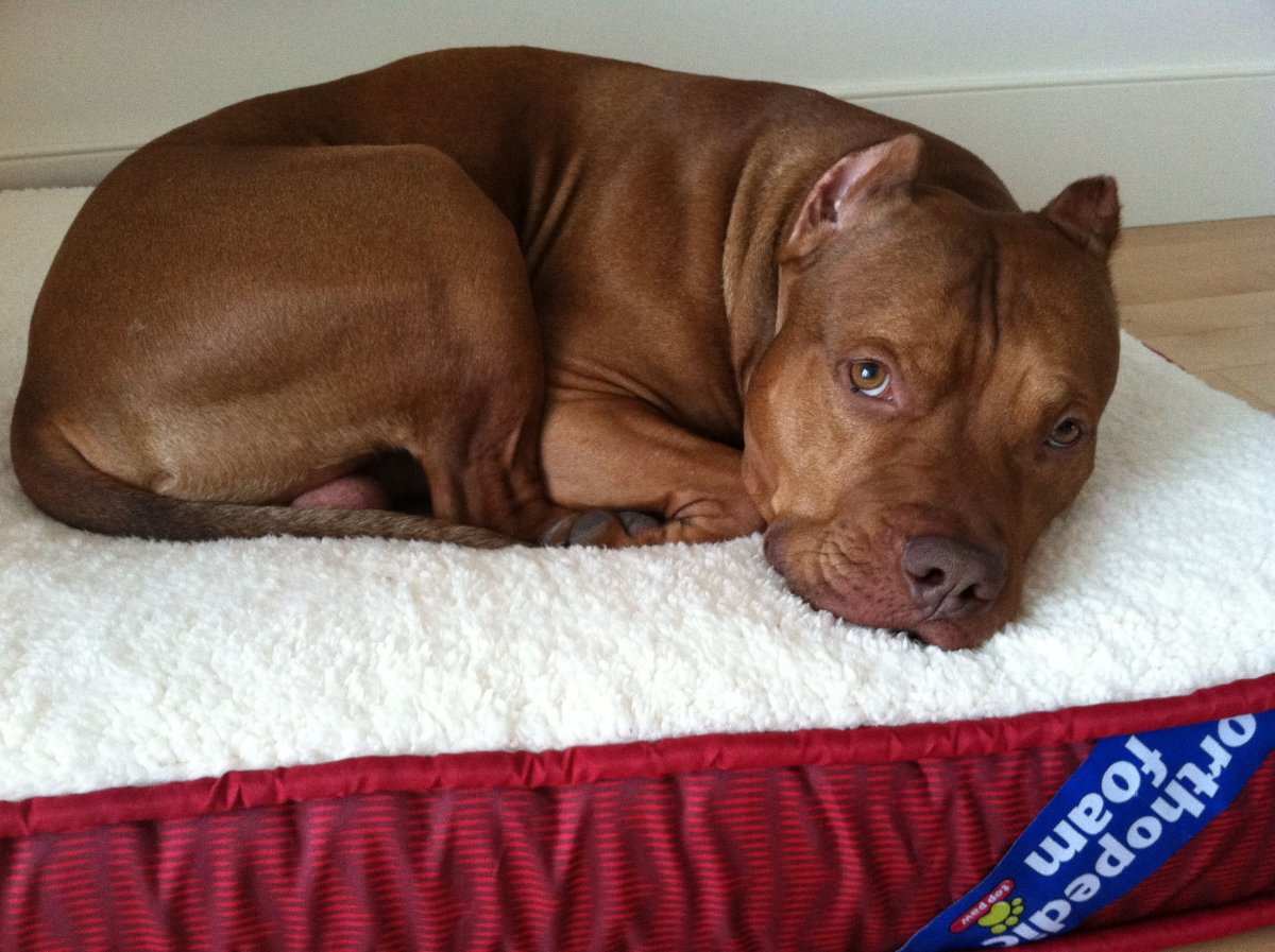 Питбуль лежит