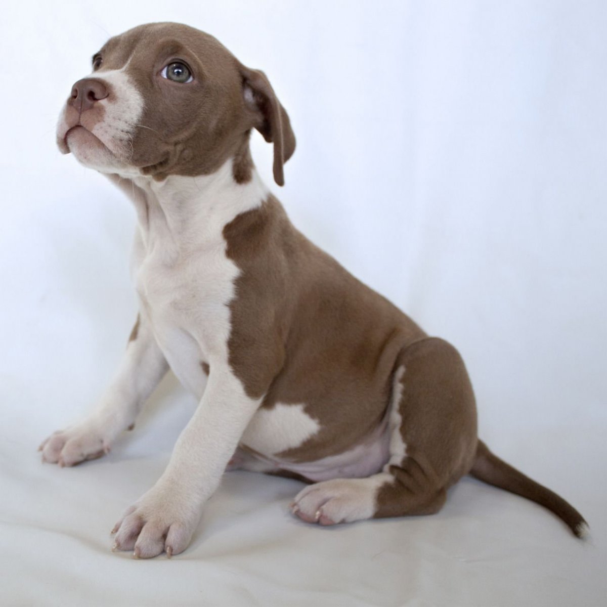 Пегий питбуль