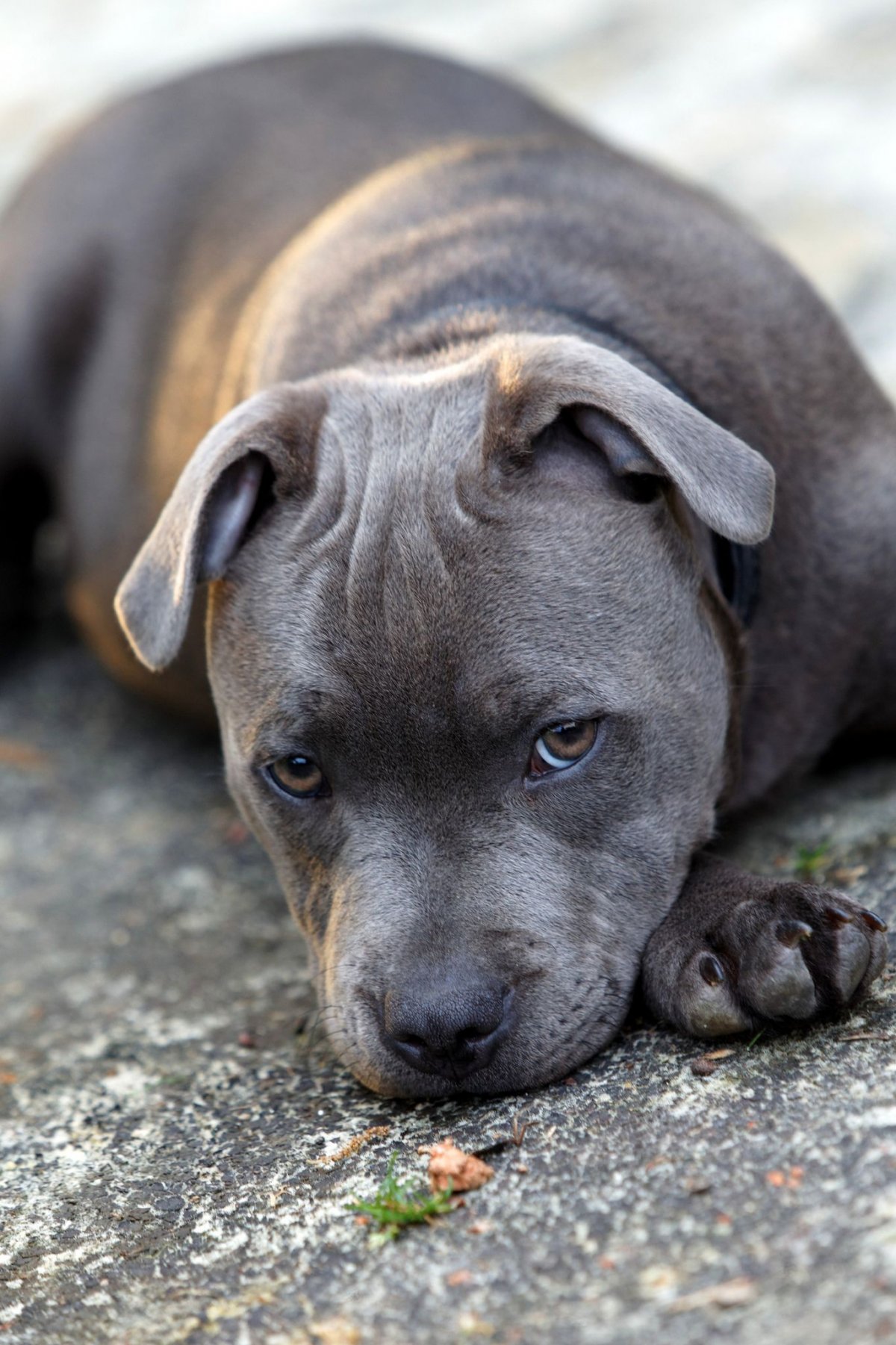 Голубой стаффордширский бультерьер