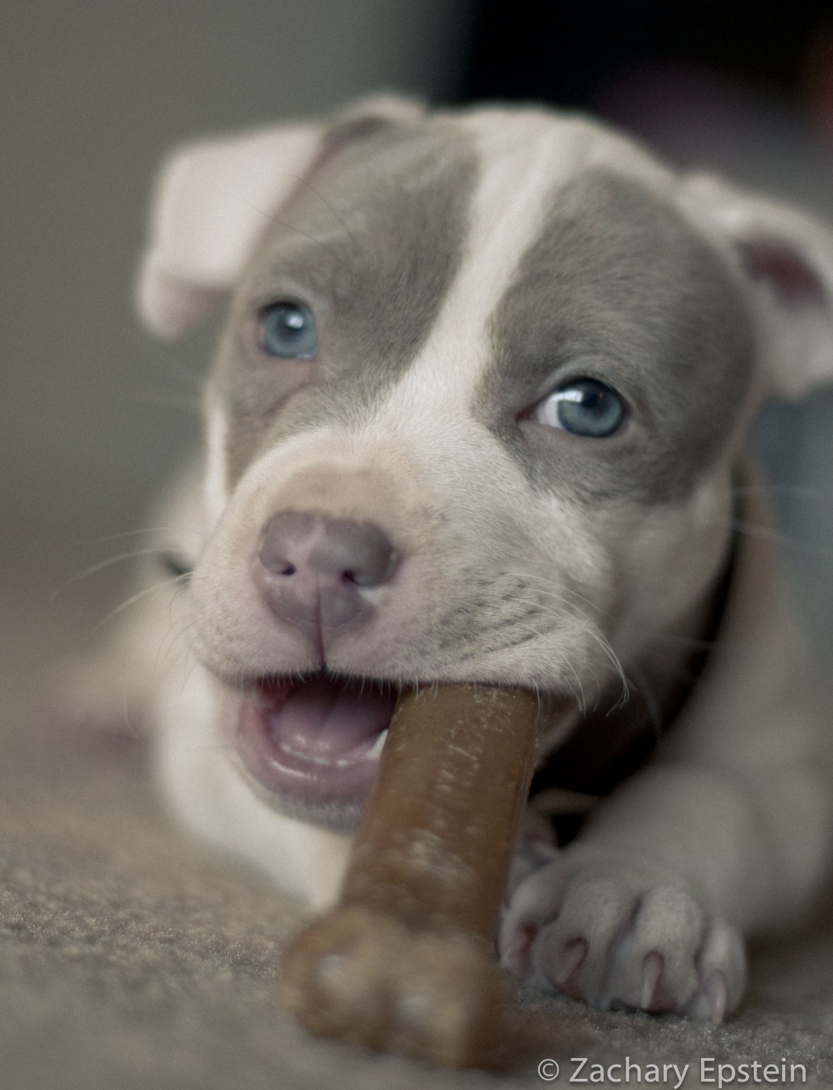 Питбуль тягучая собачка