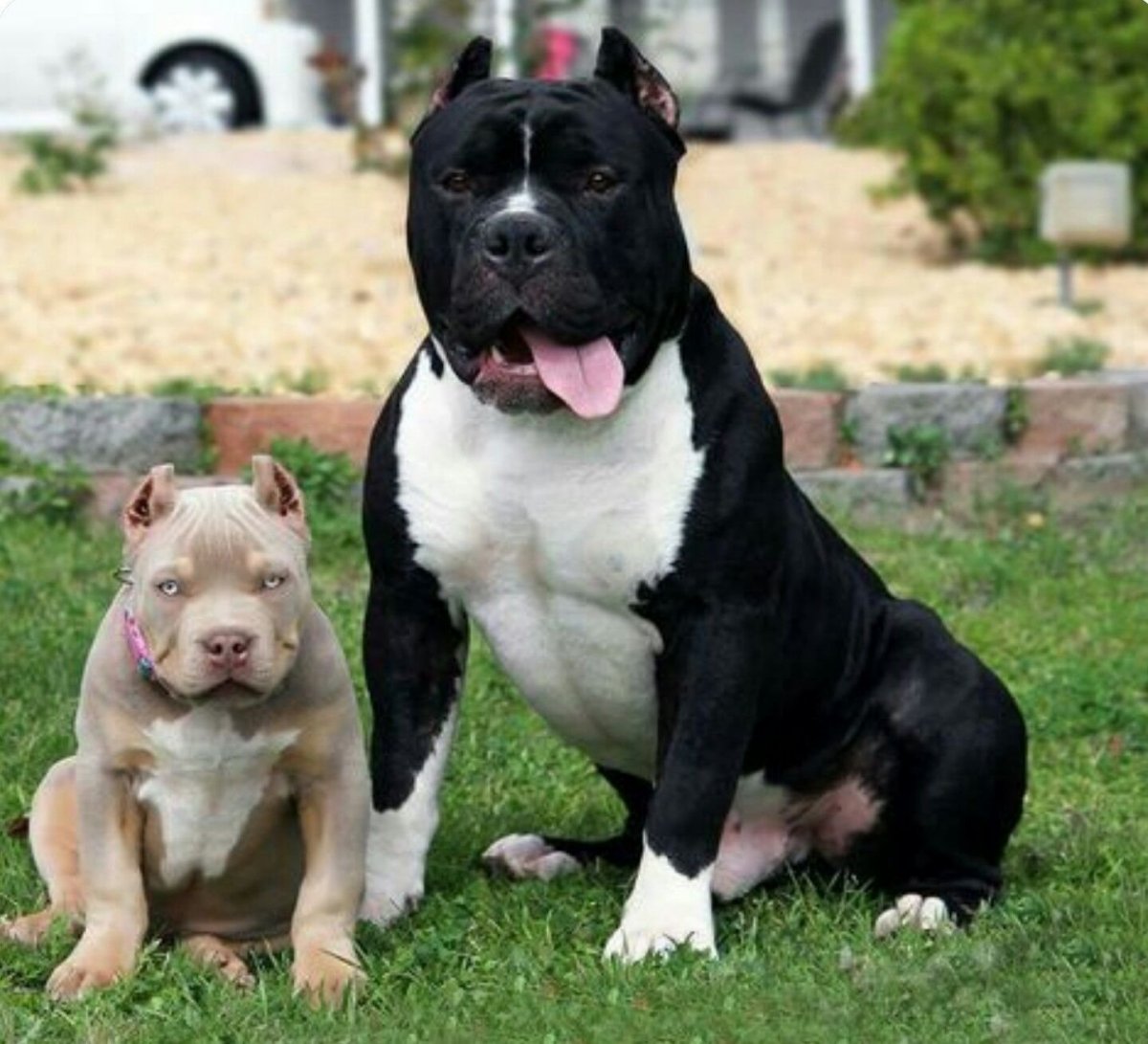 Американский булли черный