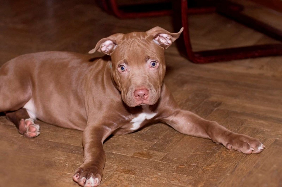 Американский питбультерьер стандарт породы