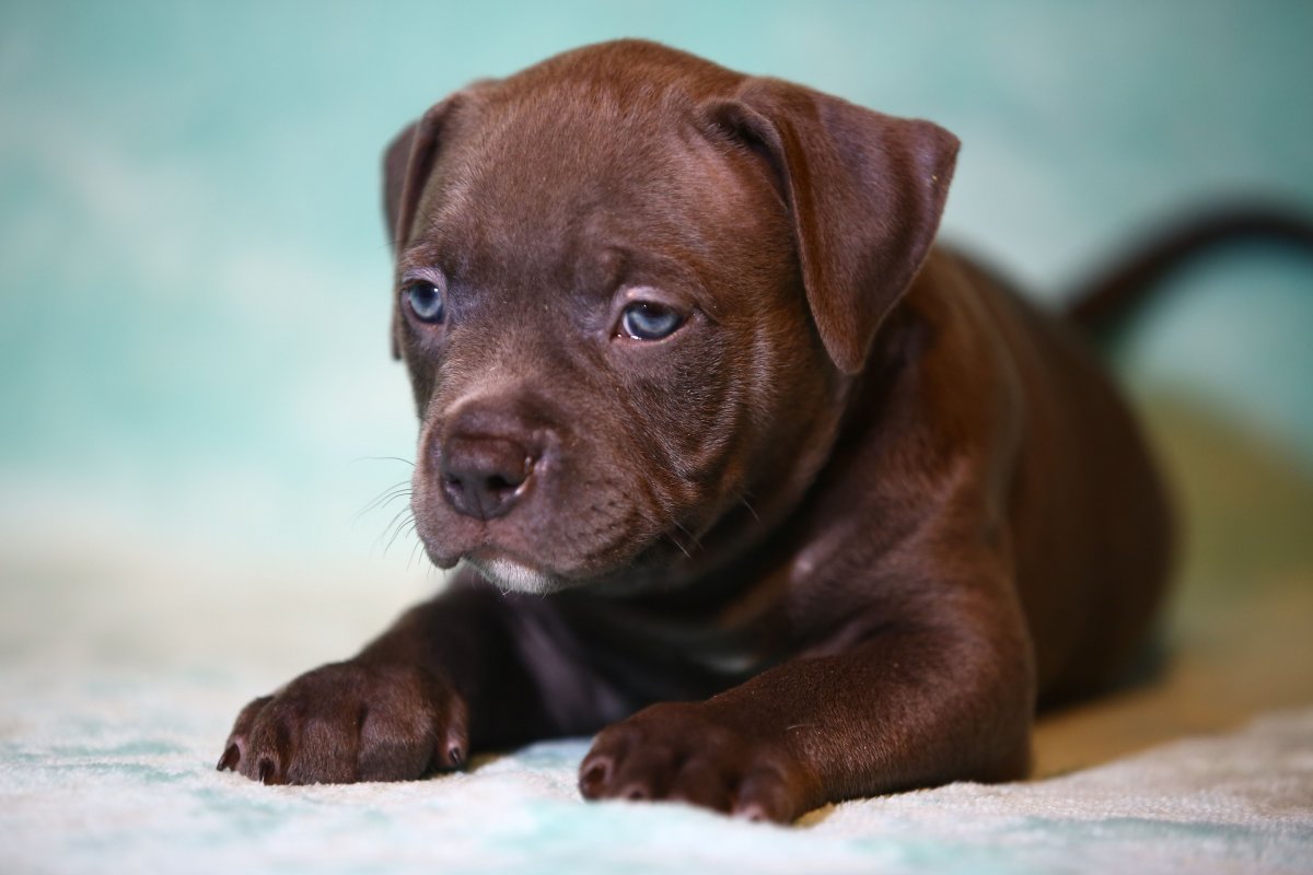 Как выглядит щенок американского питбультерьера