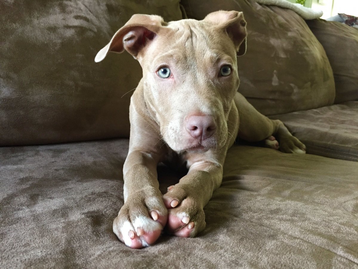 Щенки питбуля