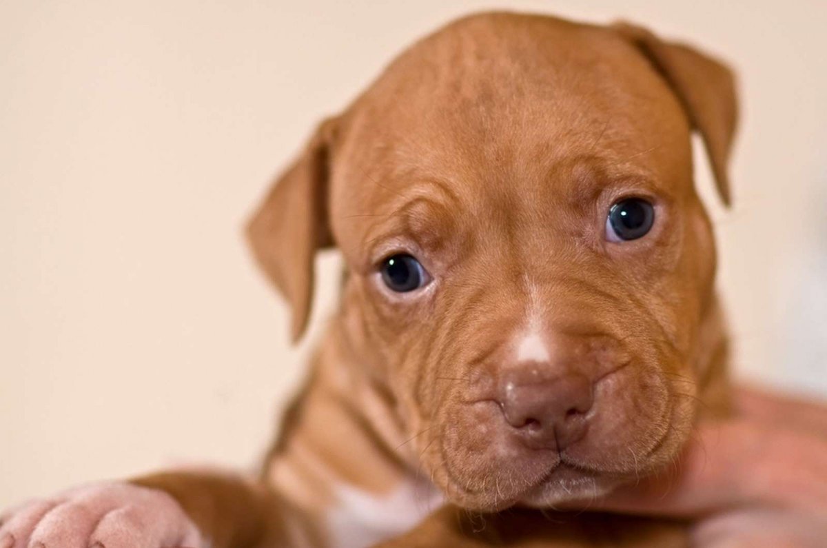 Питбульчик щенок