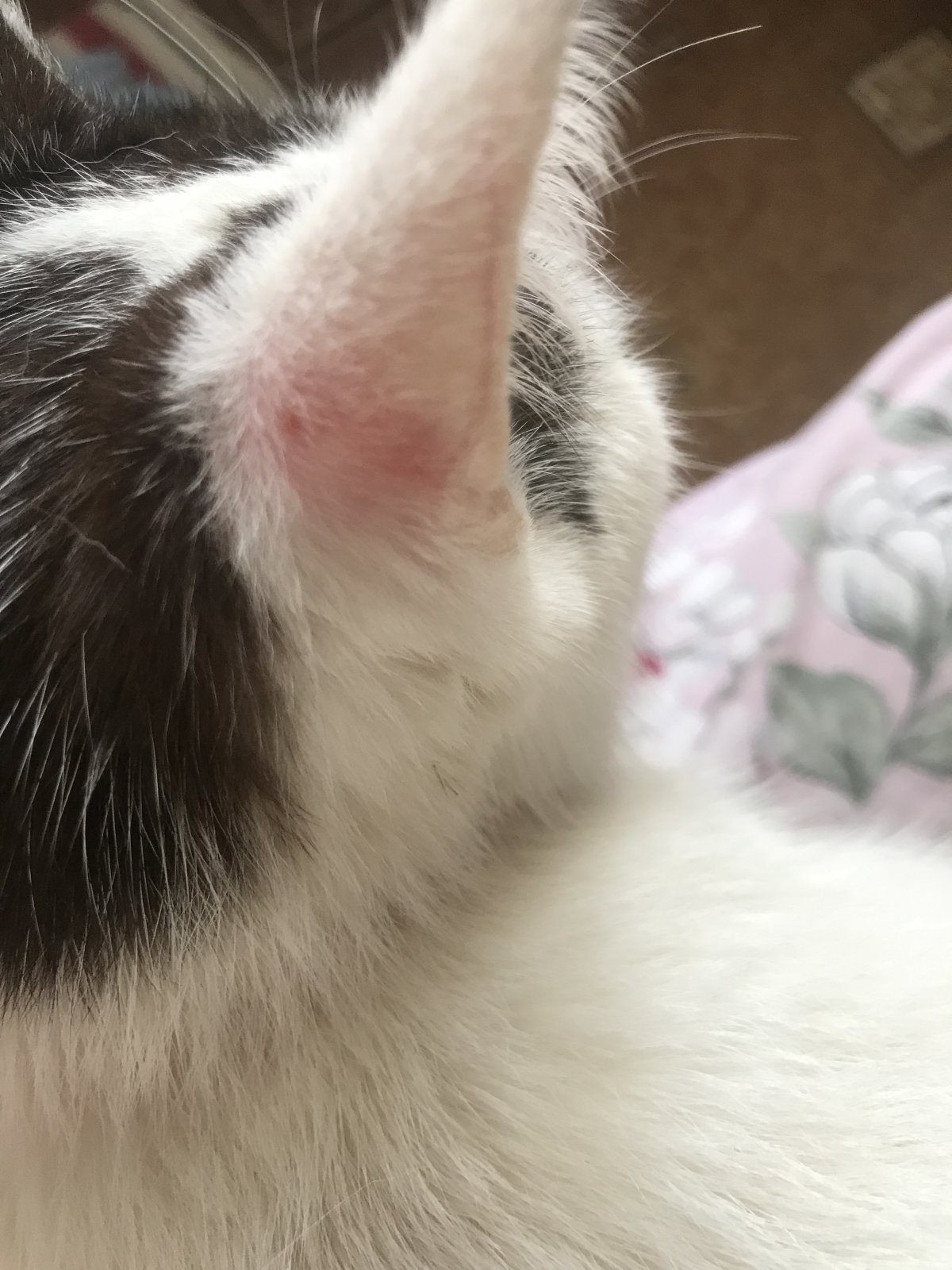 Кожные заболевания у кошек