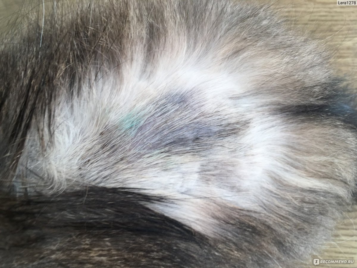 Кошачий лишай микроспория