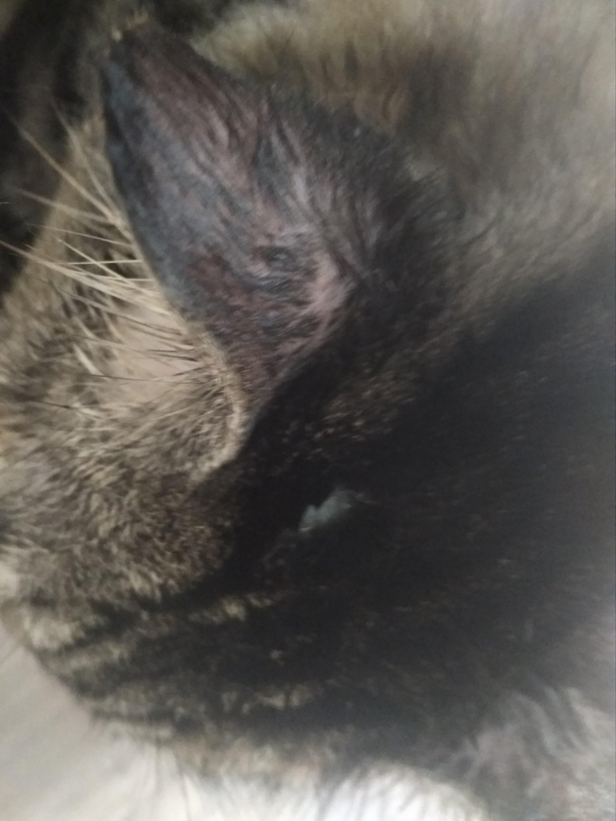 Белая кошка с пятнами