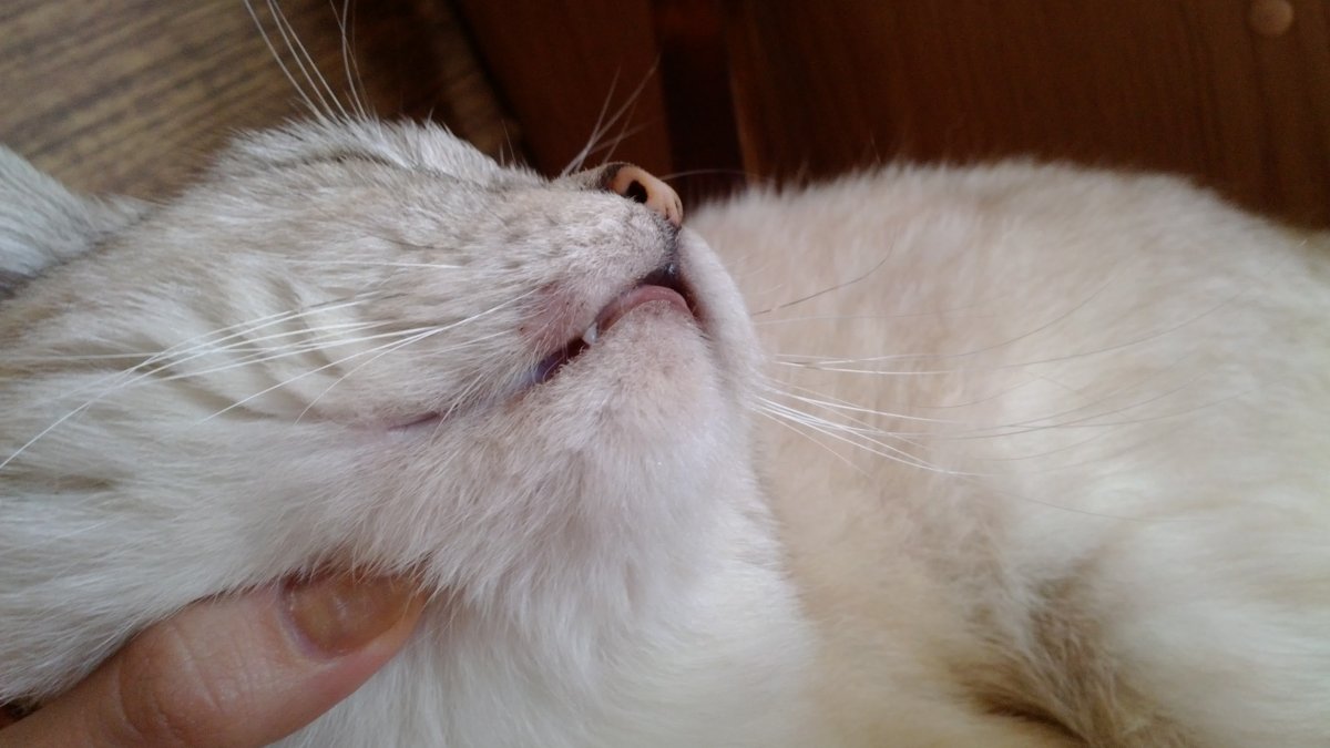 Кошачий стригущий лишай