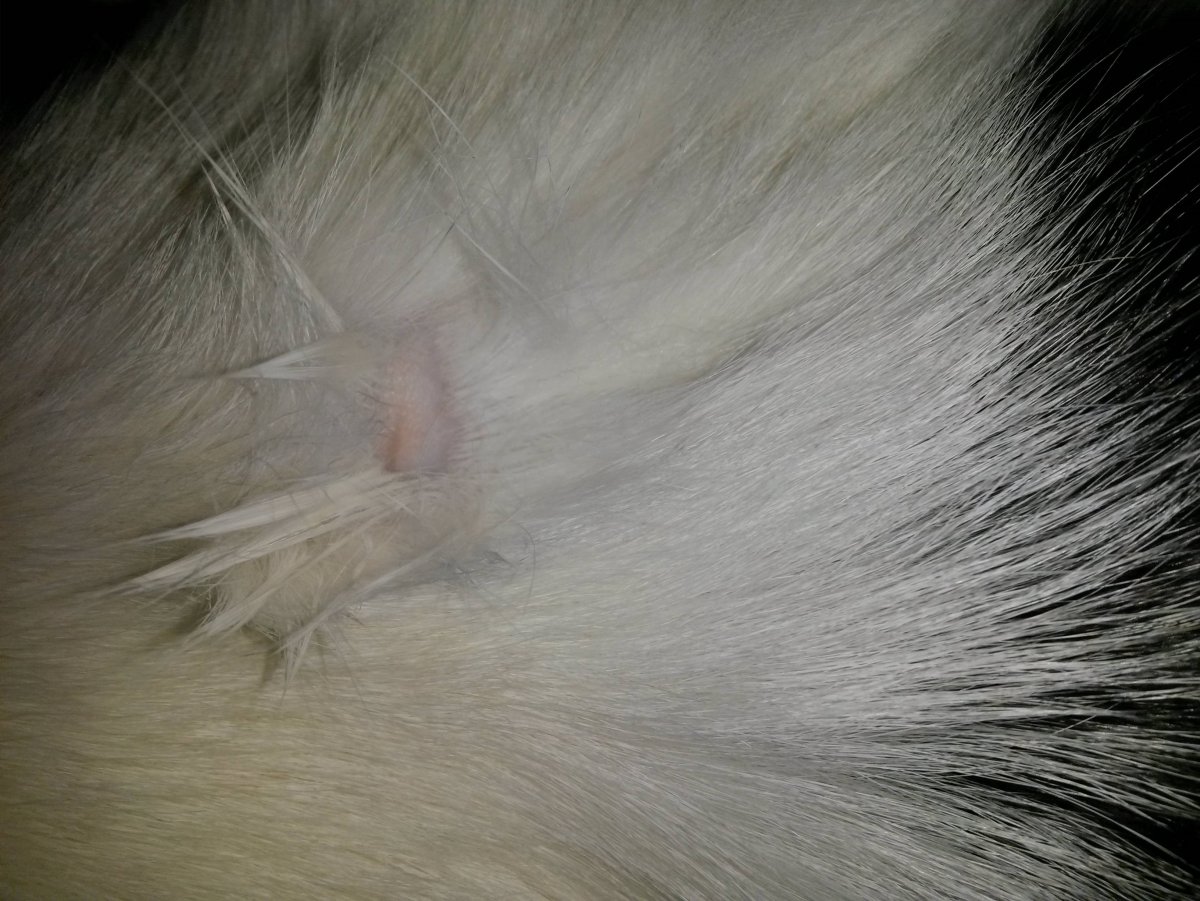 Контакт лишайных котов