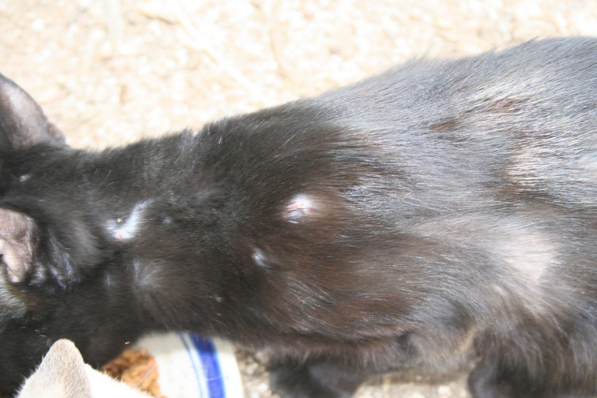 Отрубевидный лишай у кота