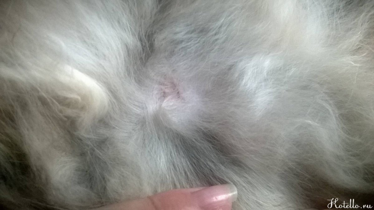 Кошачий стригущий лишай