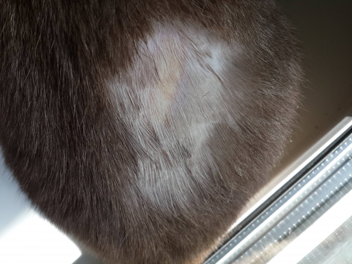 Лишай нали морде у кошек