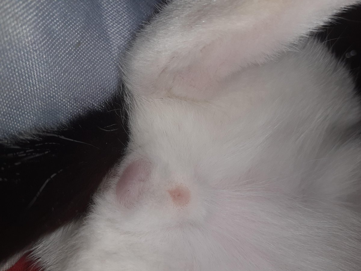 Ушной клещ у кошек симптомы