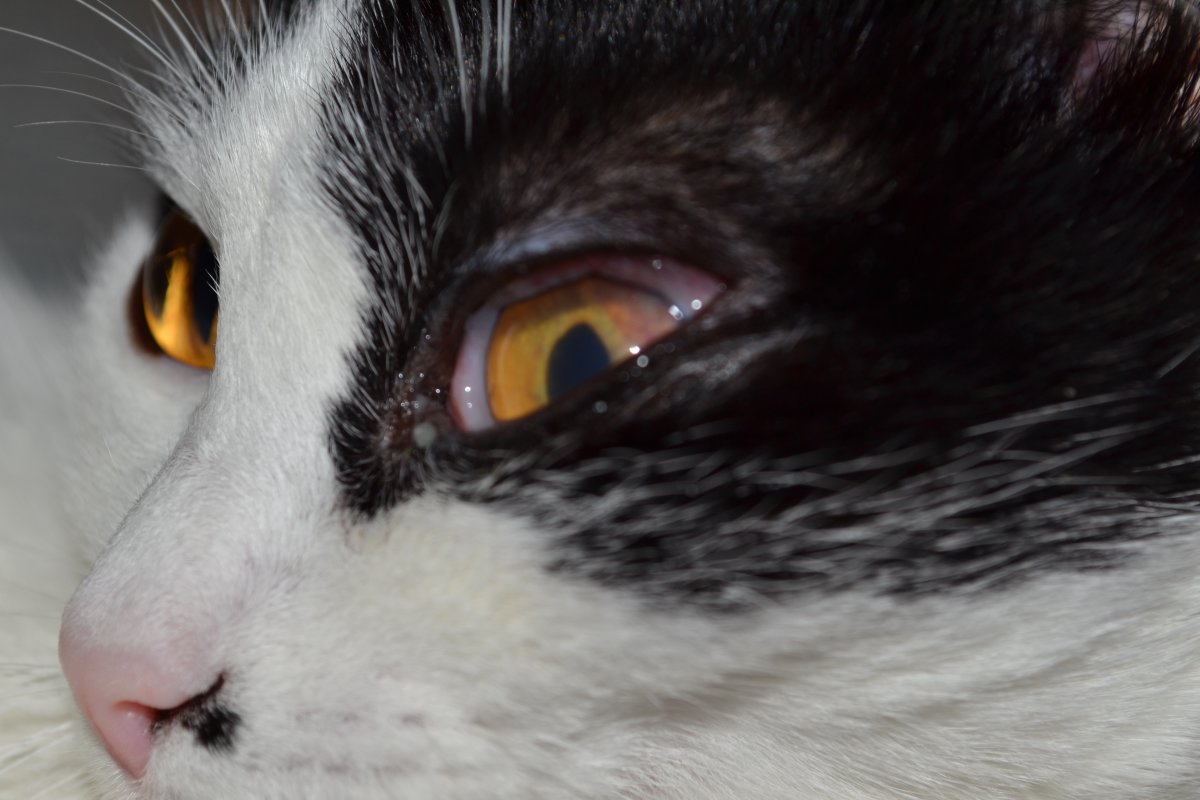 Кошачий стригущий лишай