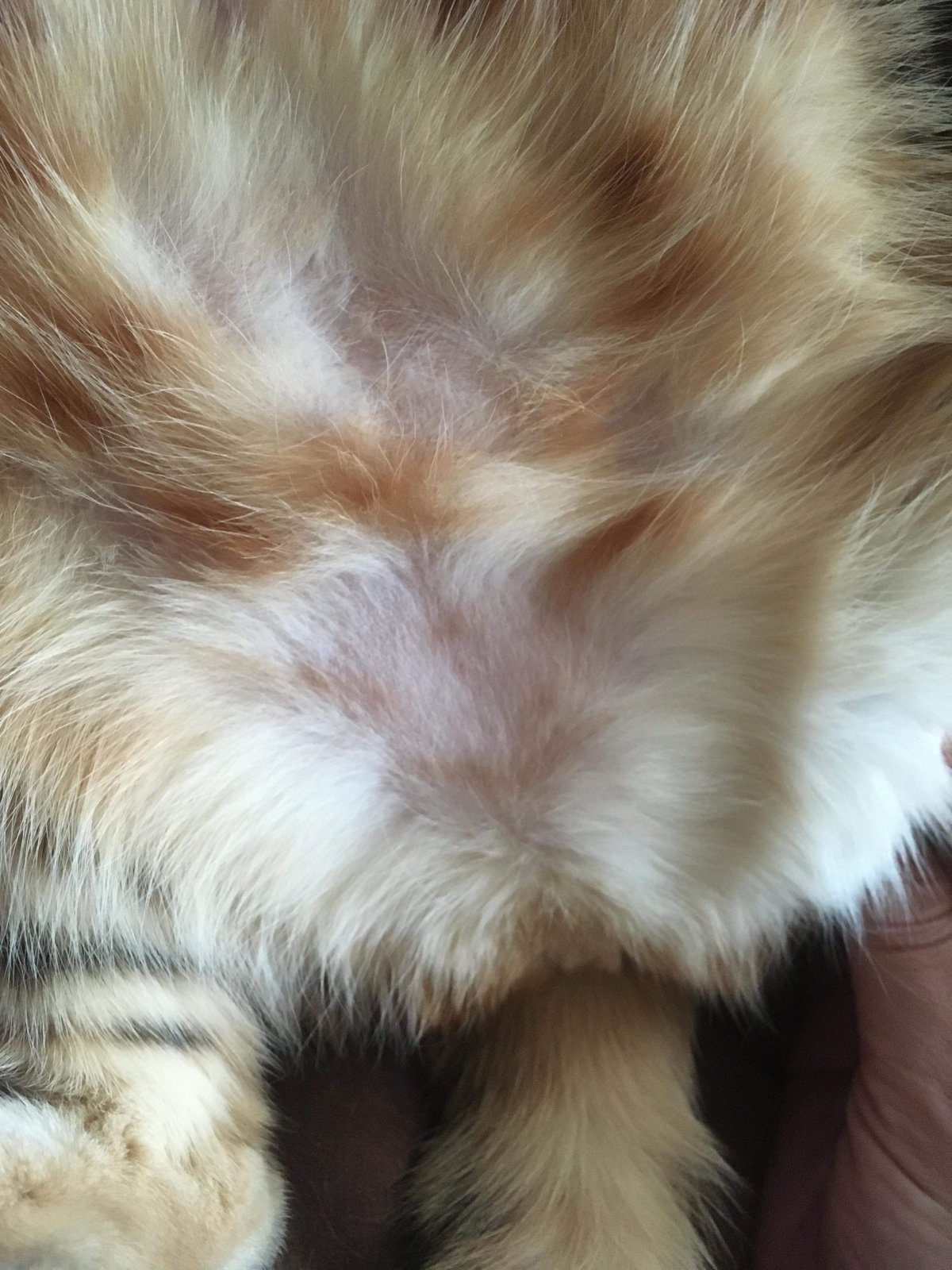 Кошачий стригущий лишай