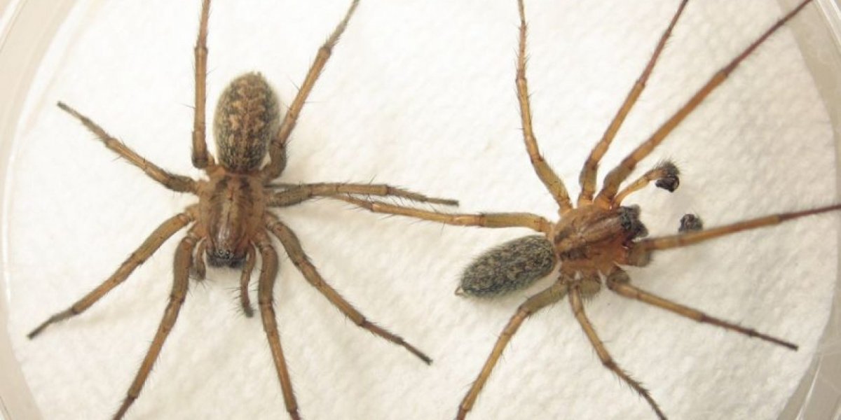 Паук на белом фоне