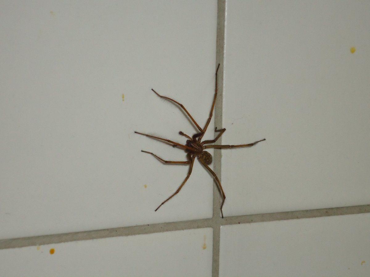 Комнатные пауки