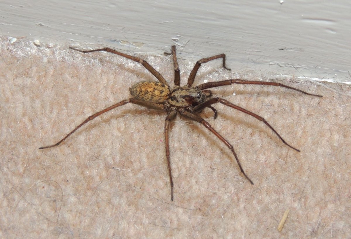 Паук Huntsman Spider