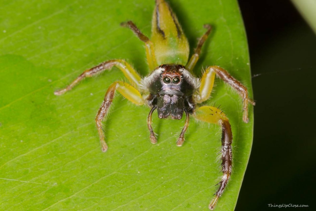 Насекомые и пауки