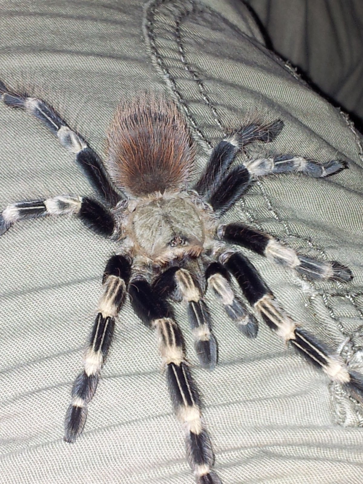 Лампозадый паук