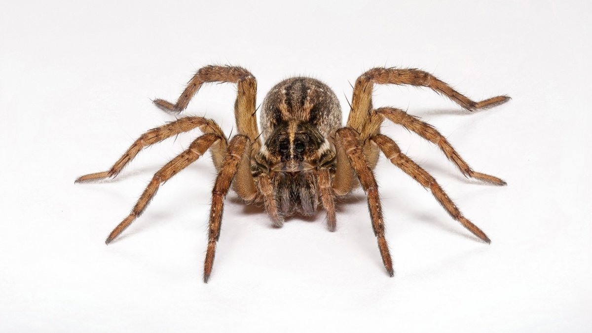 Памфобетус платиомма