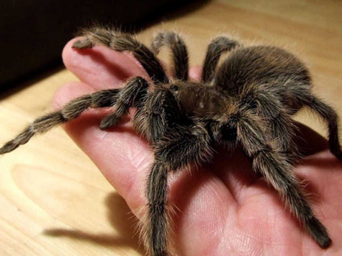 Полосатый Домовой паук