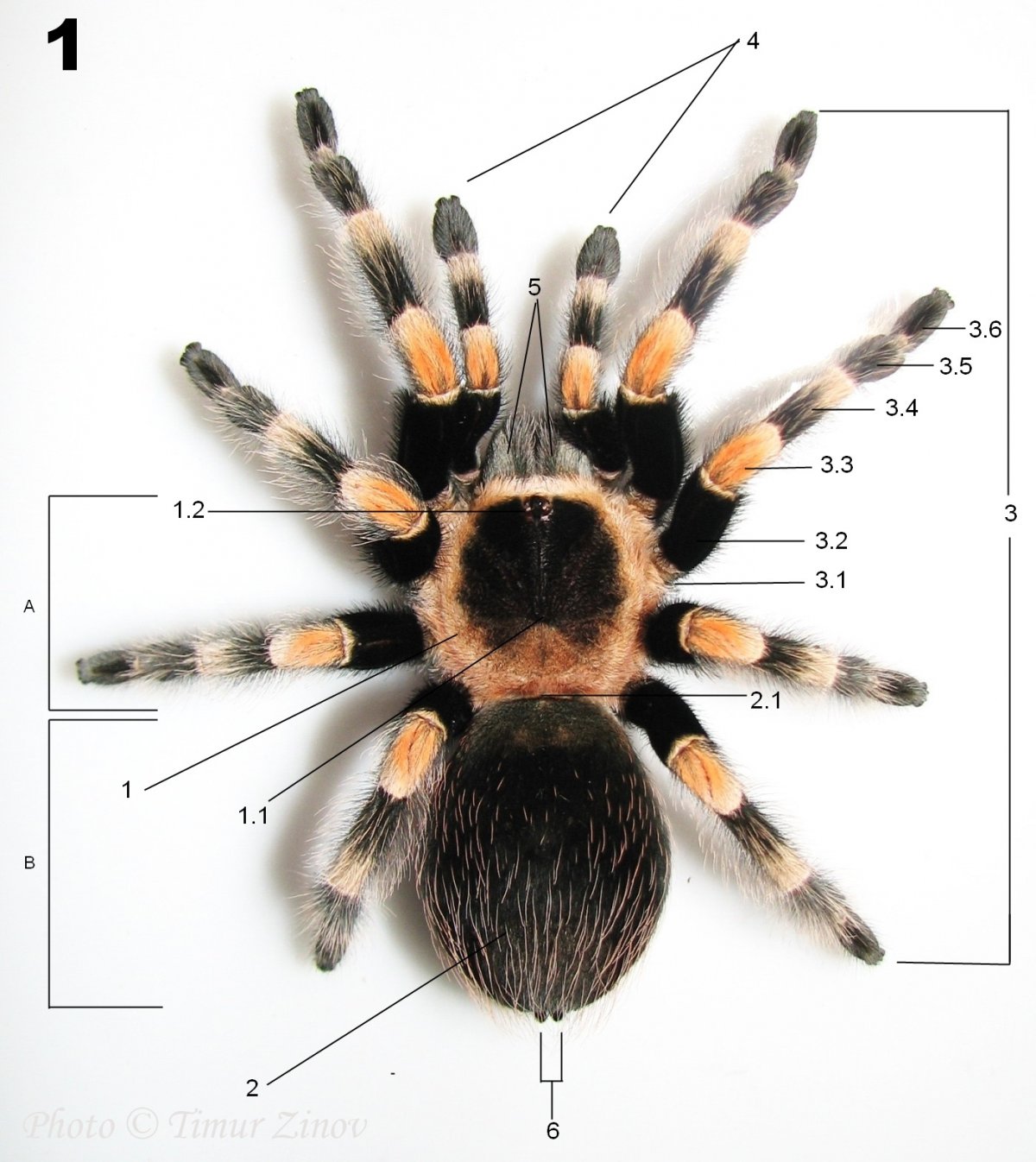 Паук Poecilotheria regalis