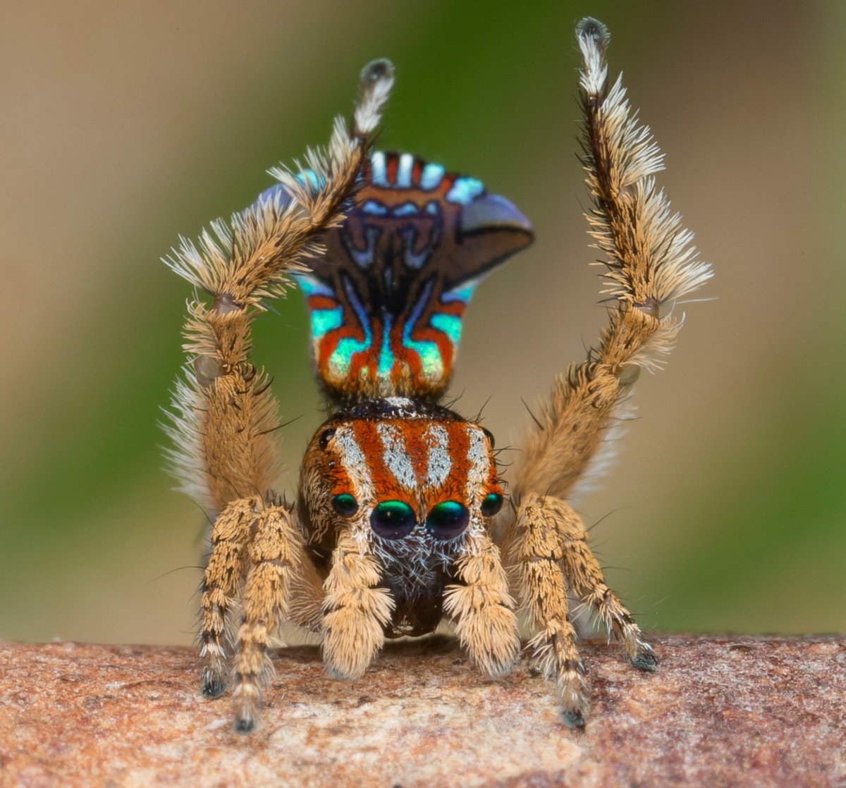 Micrommata virescens