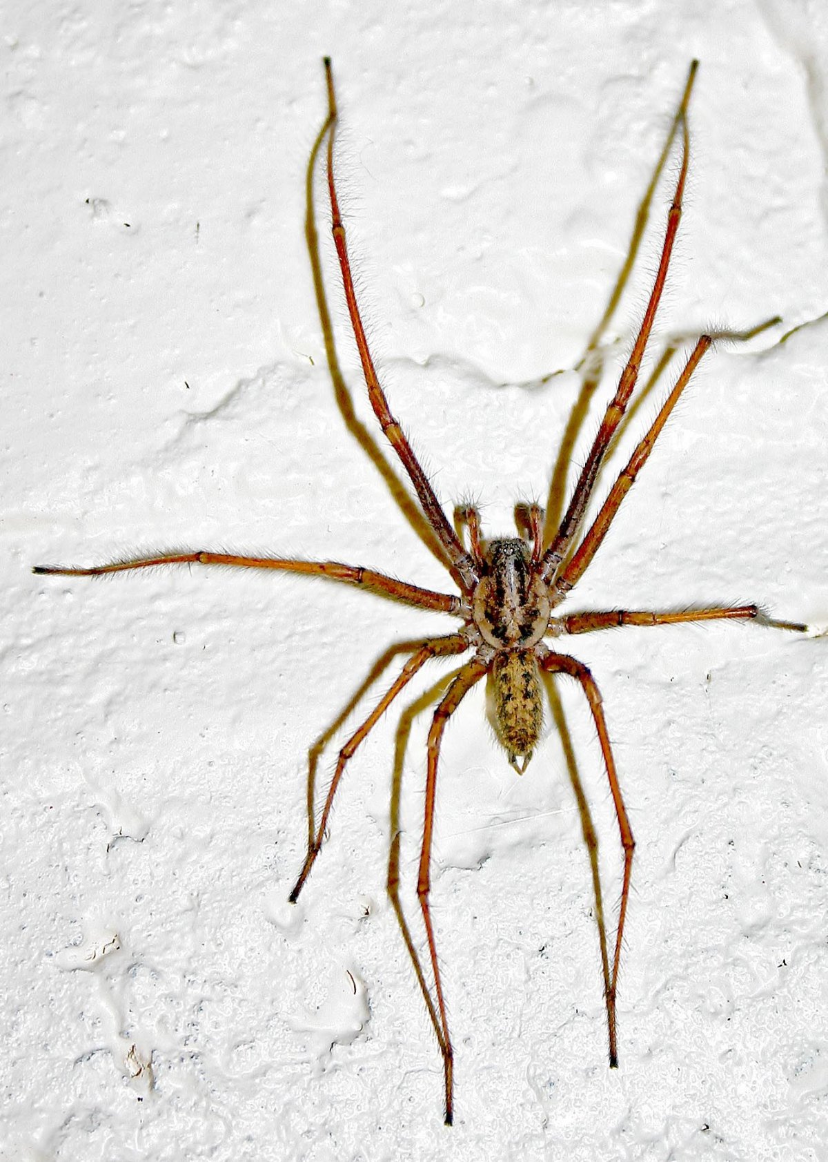 Паук Арахнид