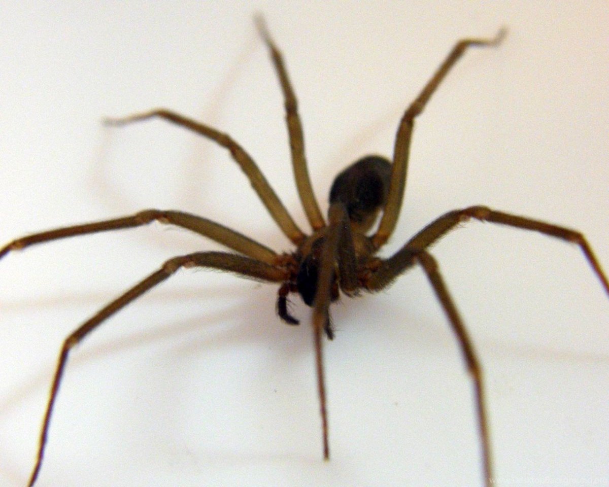 Авикулярия Брауншаусени