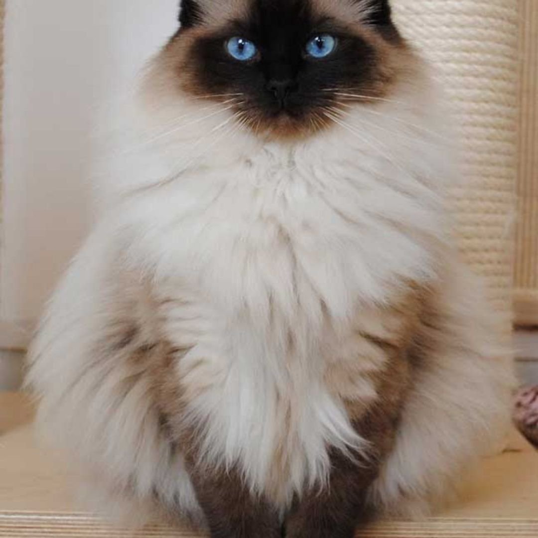 Сиамская кошка королевской породы