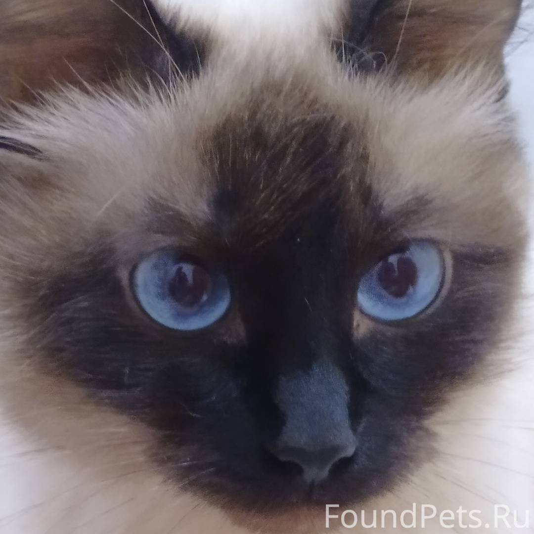 Пушистая сиамская кошка