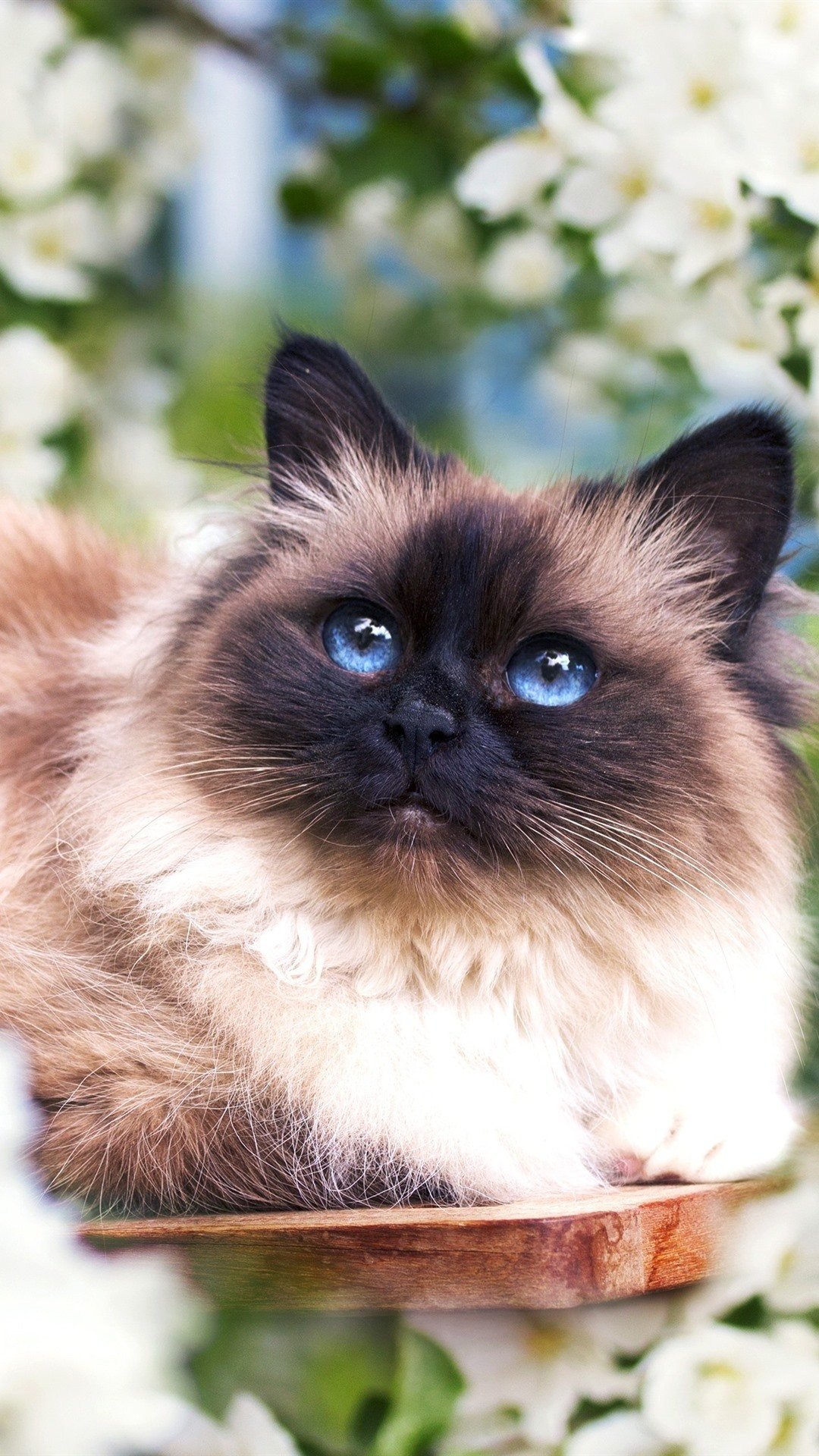 Полуперс полусиамский