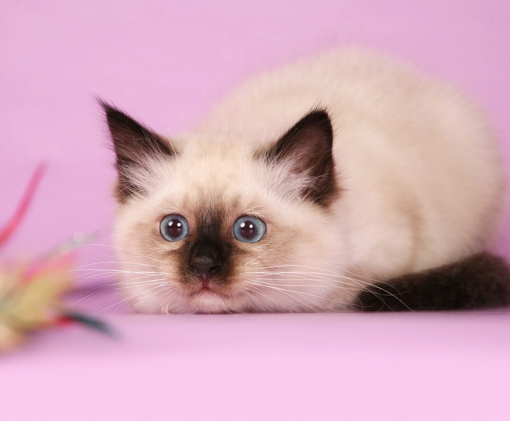 Сиамская кошка Рэгдолл