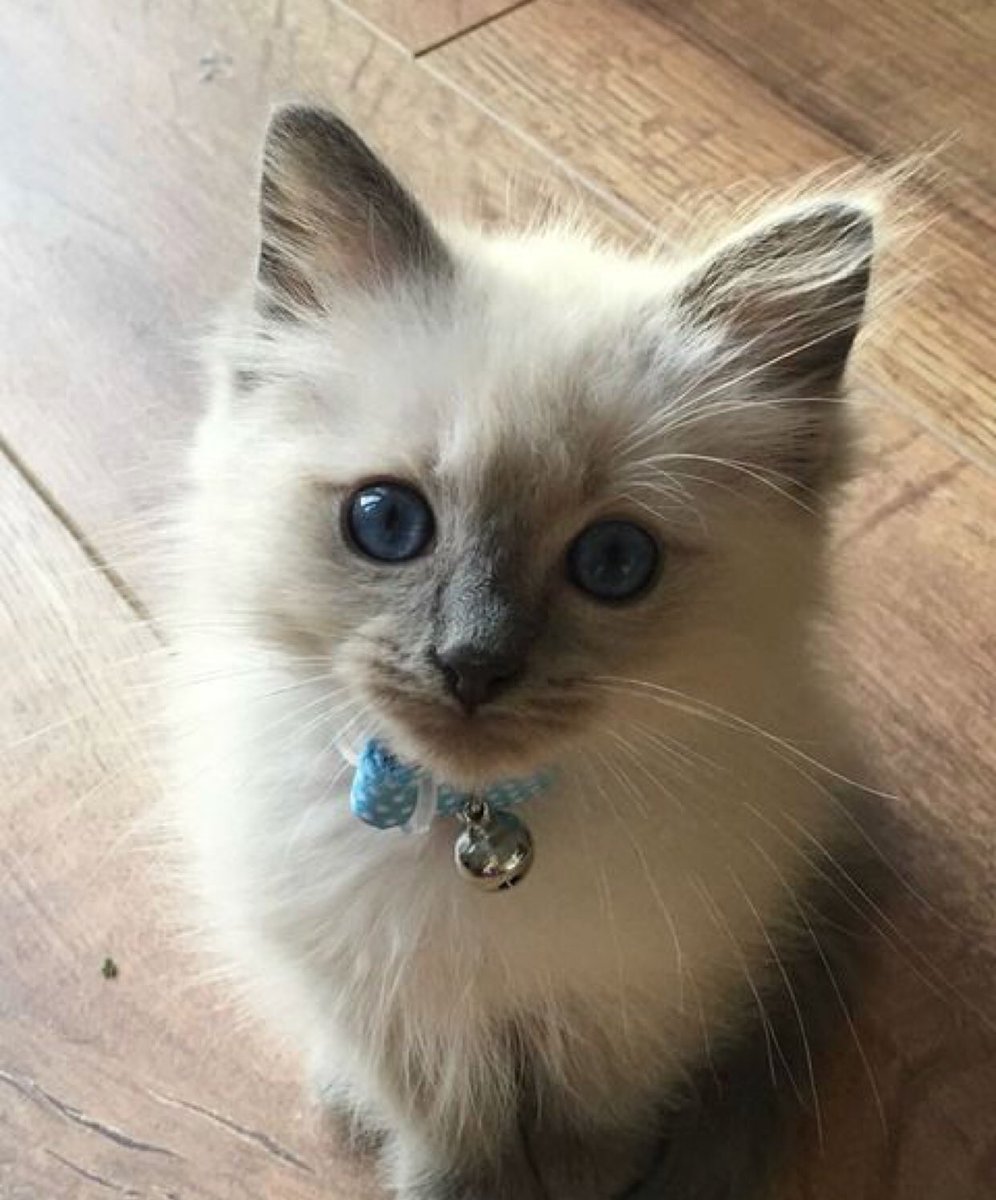 Кошка Рэгдолл голубоглазый