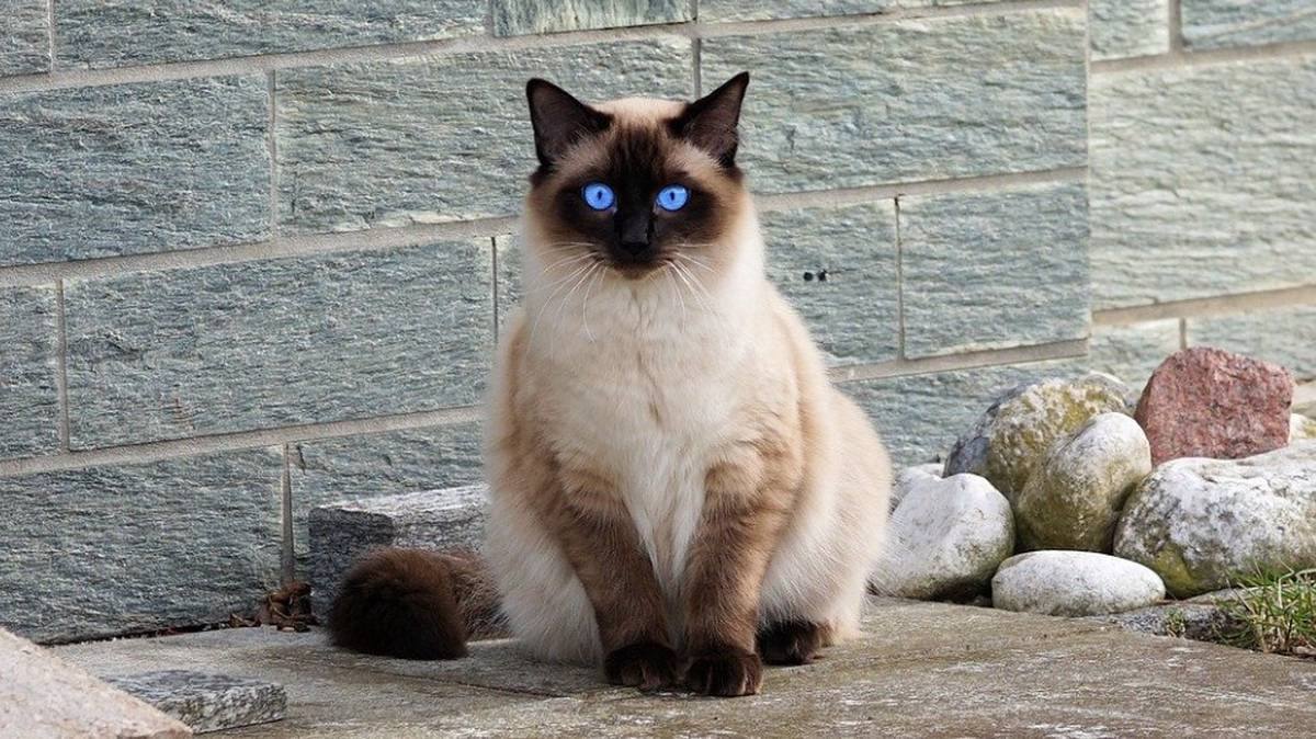 Сиамский Гималайский кот