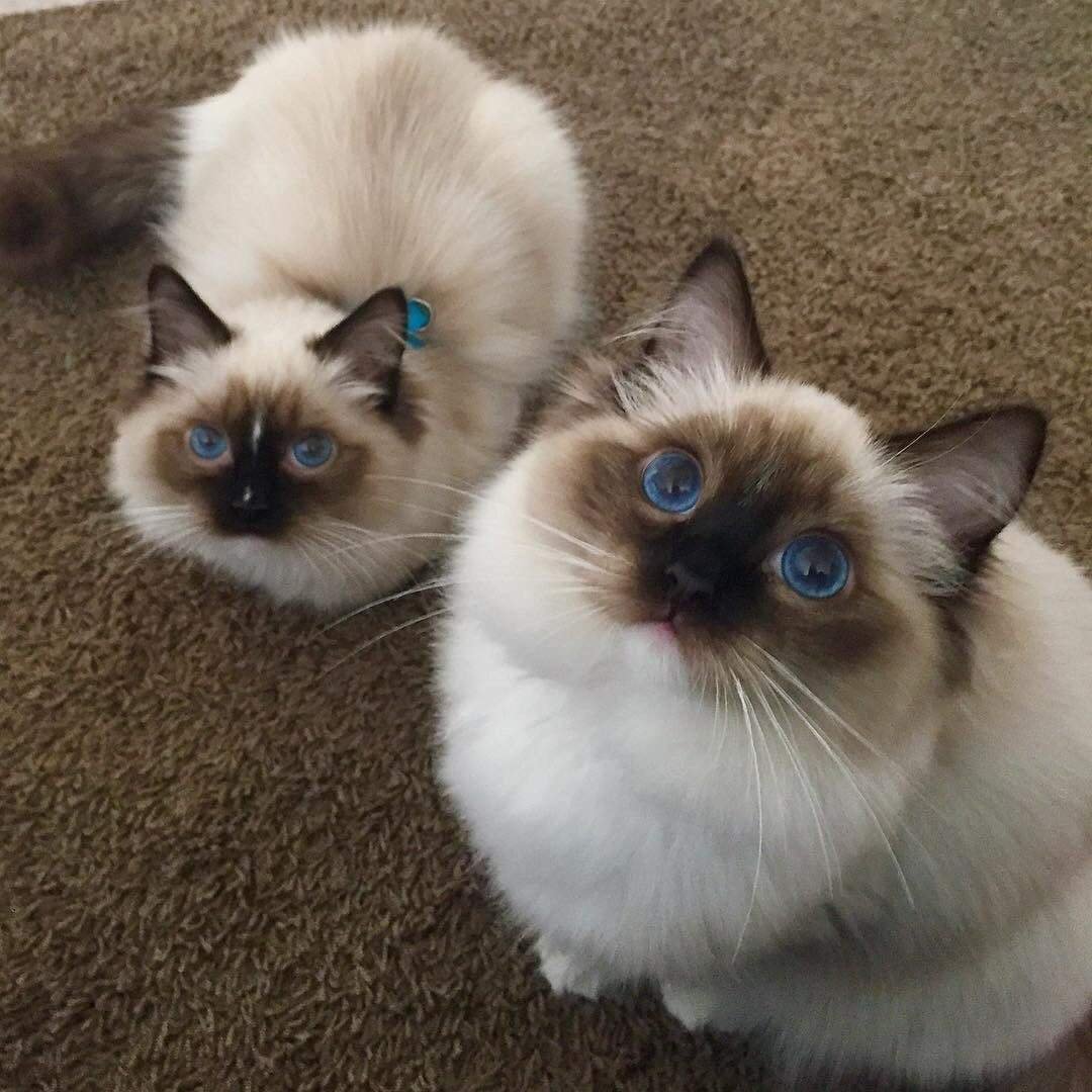 Бирманская кошка колор поинт