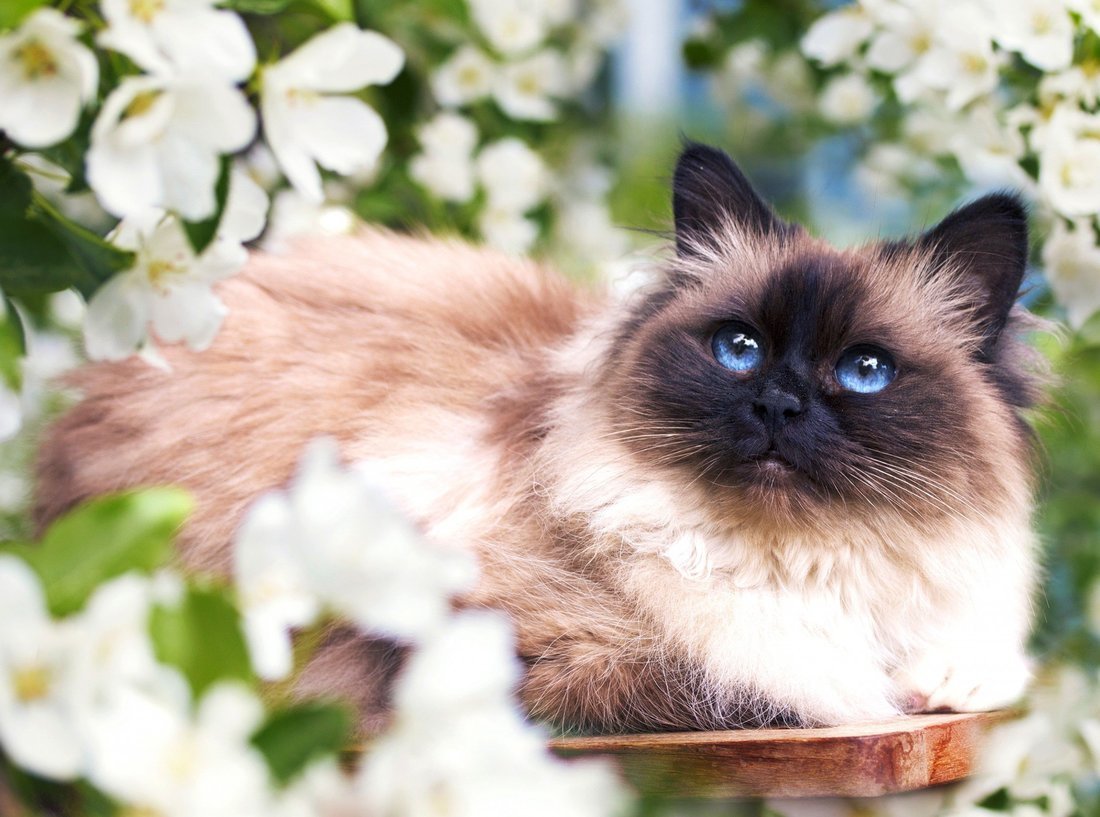 Невская маскарадная