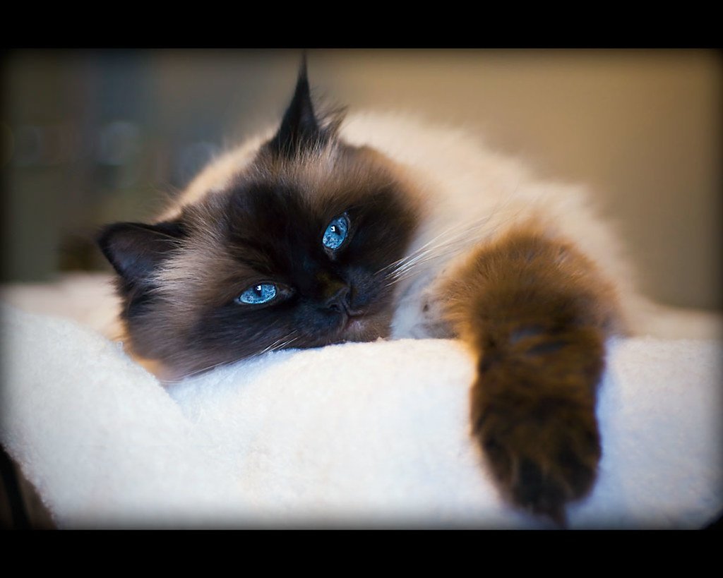 Порода кота Гималайский голубой