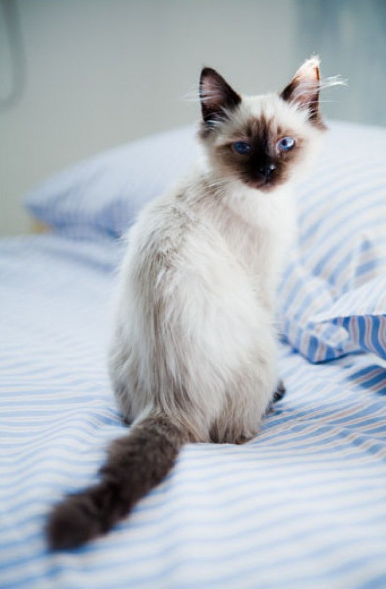 Сиамы кошки