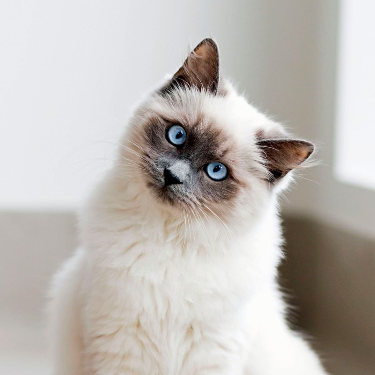 Сиамский кот пушистый
