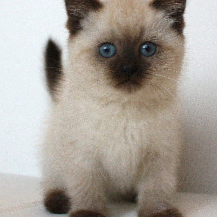 Гималайские сиамские кошки