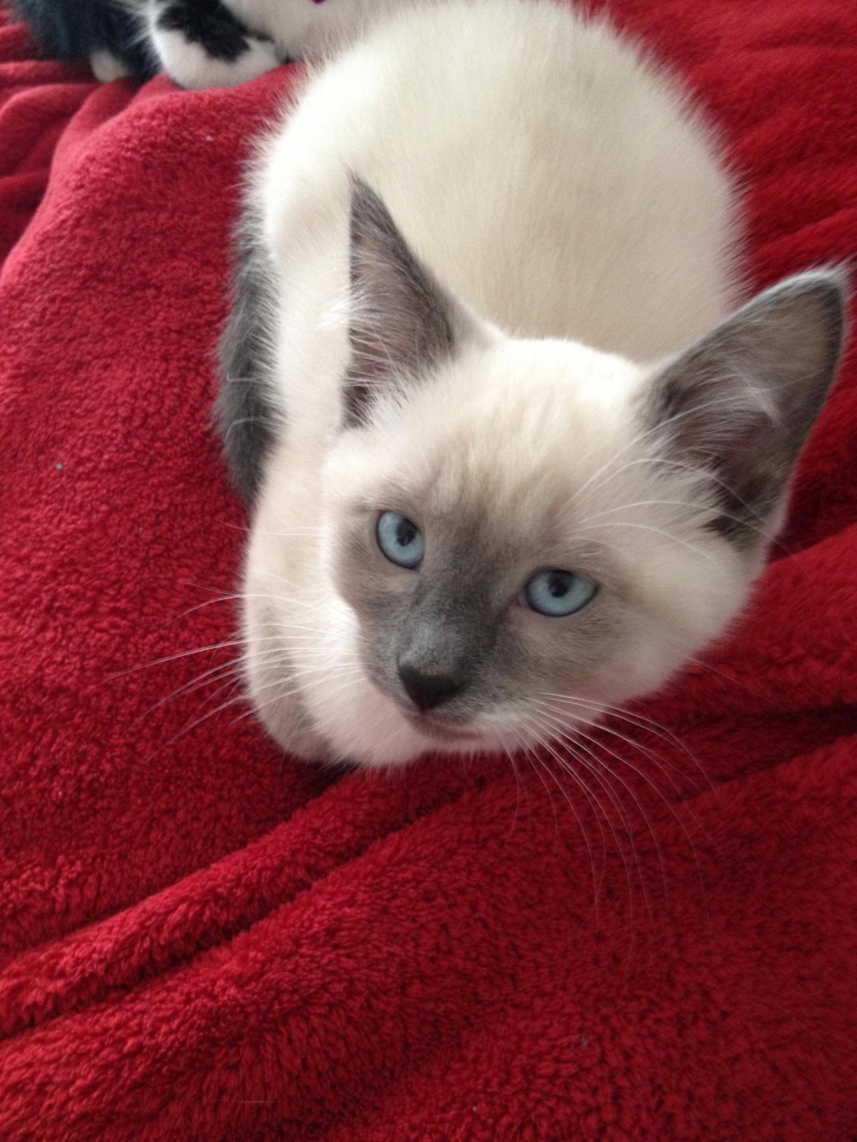 Сиамская кошка