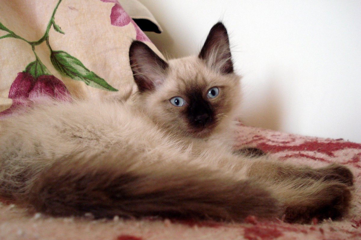 Сиамский кот пушистый с голубыми