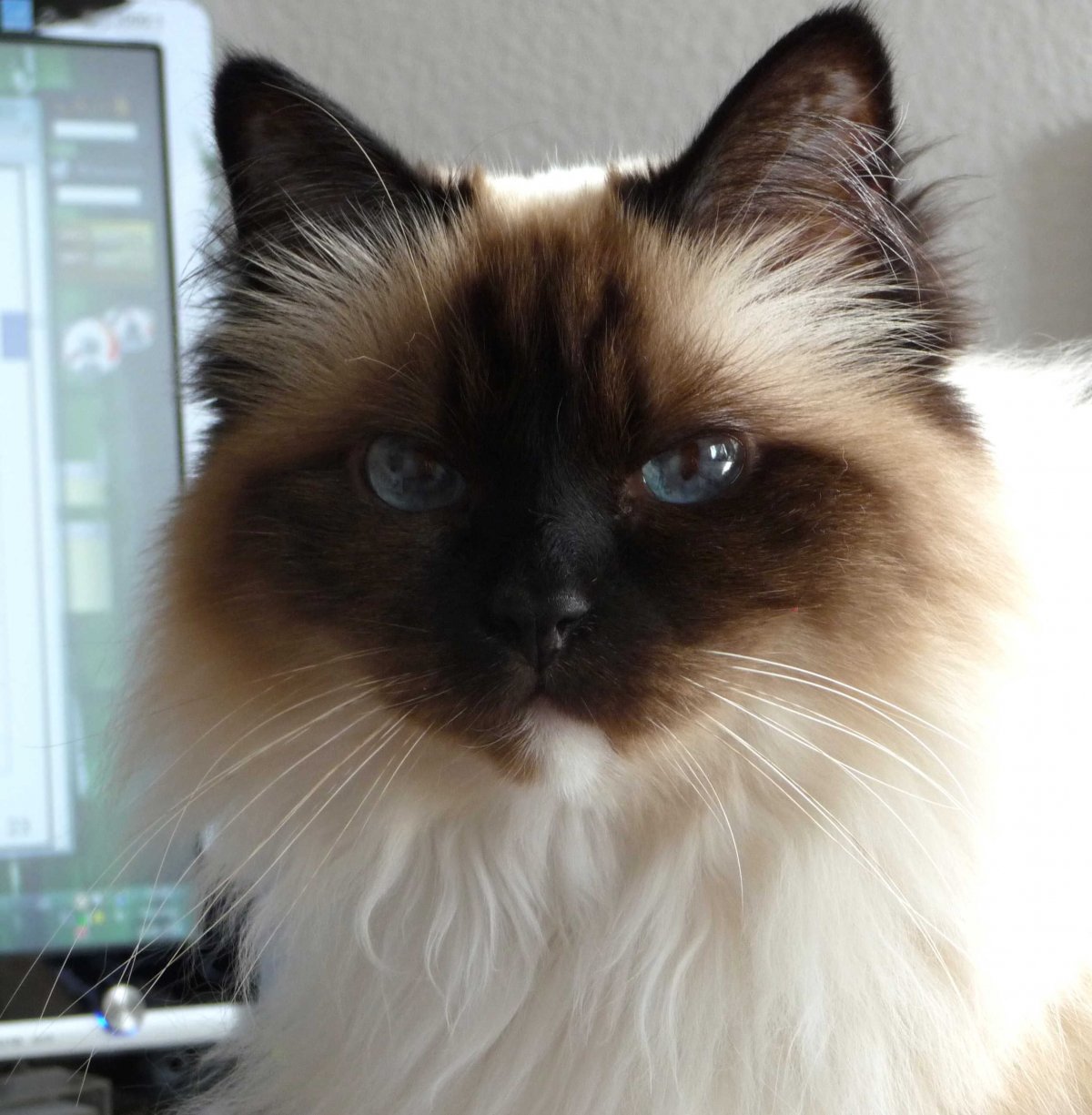 Длинношерстные кошки Рэгдолл