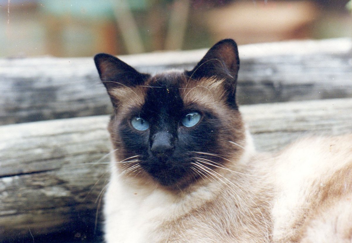 Бирманская кошка