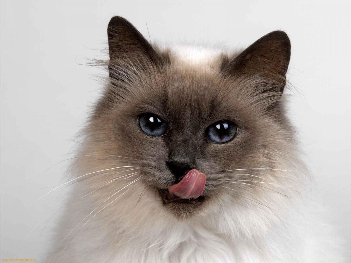 Кошка Himalayan Cat