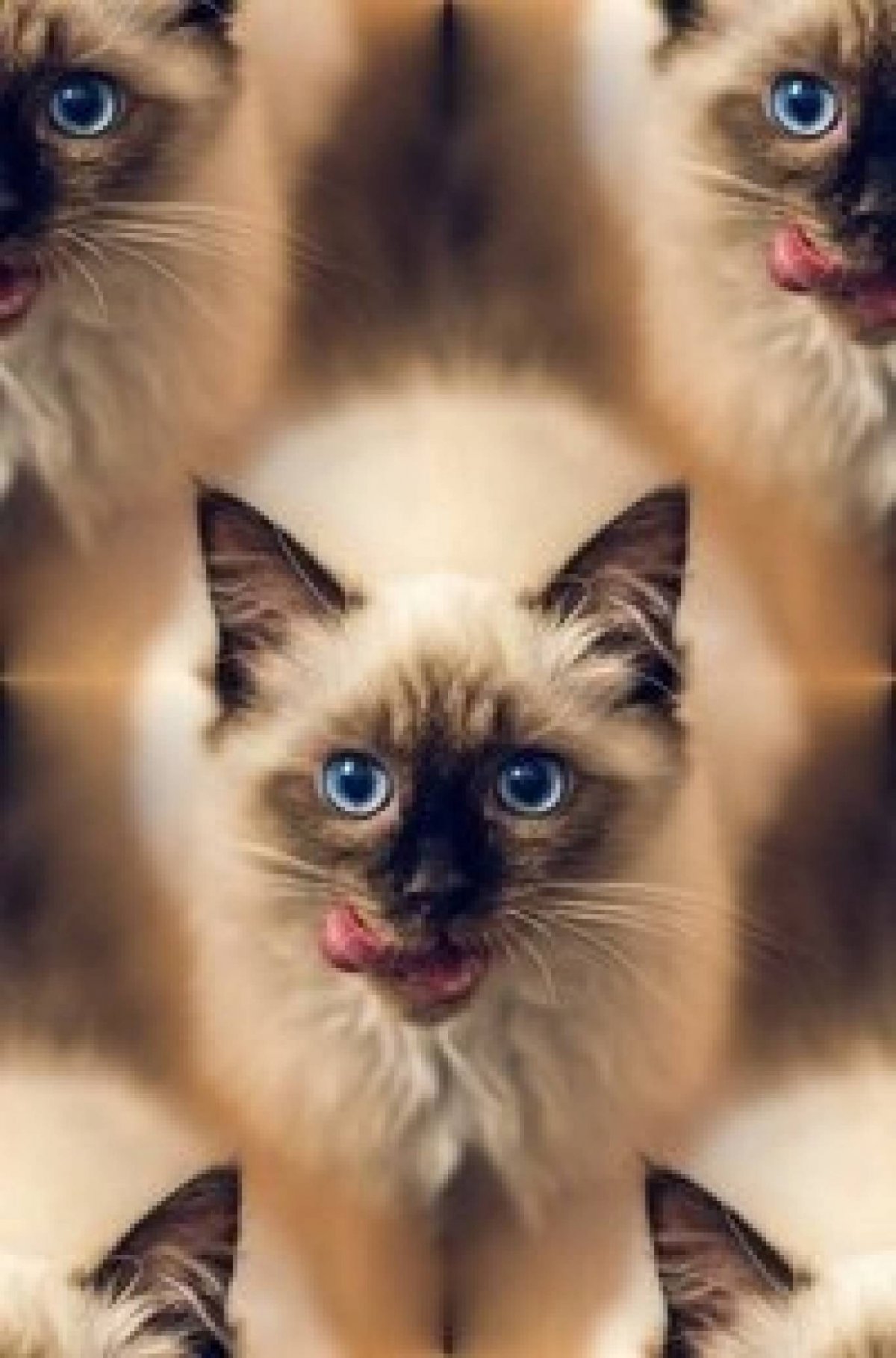 Балинезийская Рэгдолл